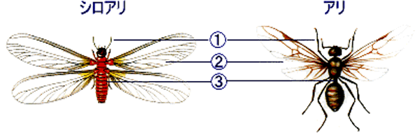 シロアリとアリの比較画像