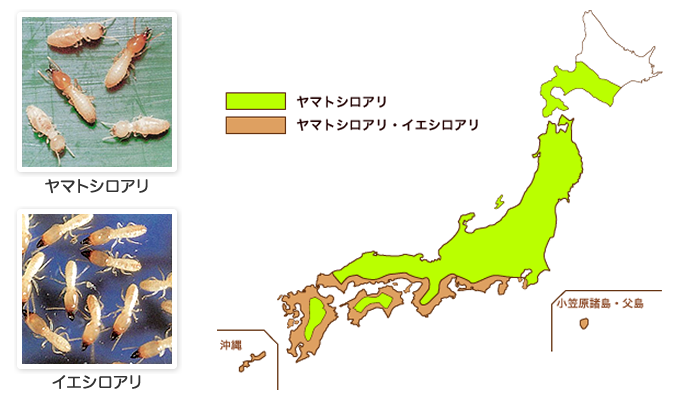イエシロアリ・ヤマトシロアリの写真と分布図